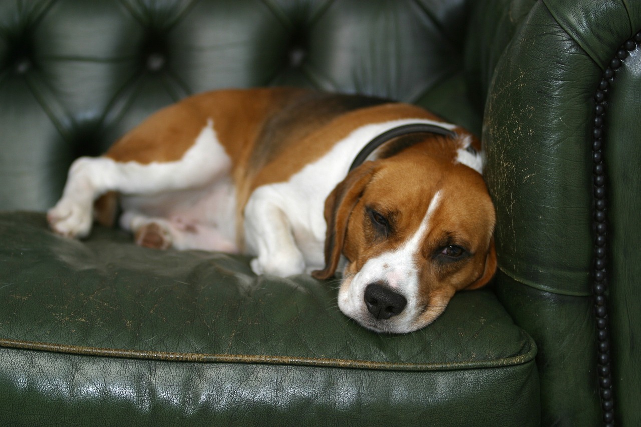 The Personality Traits of the Beagle - What to Expect